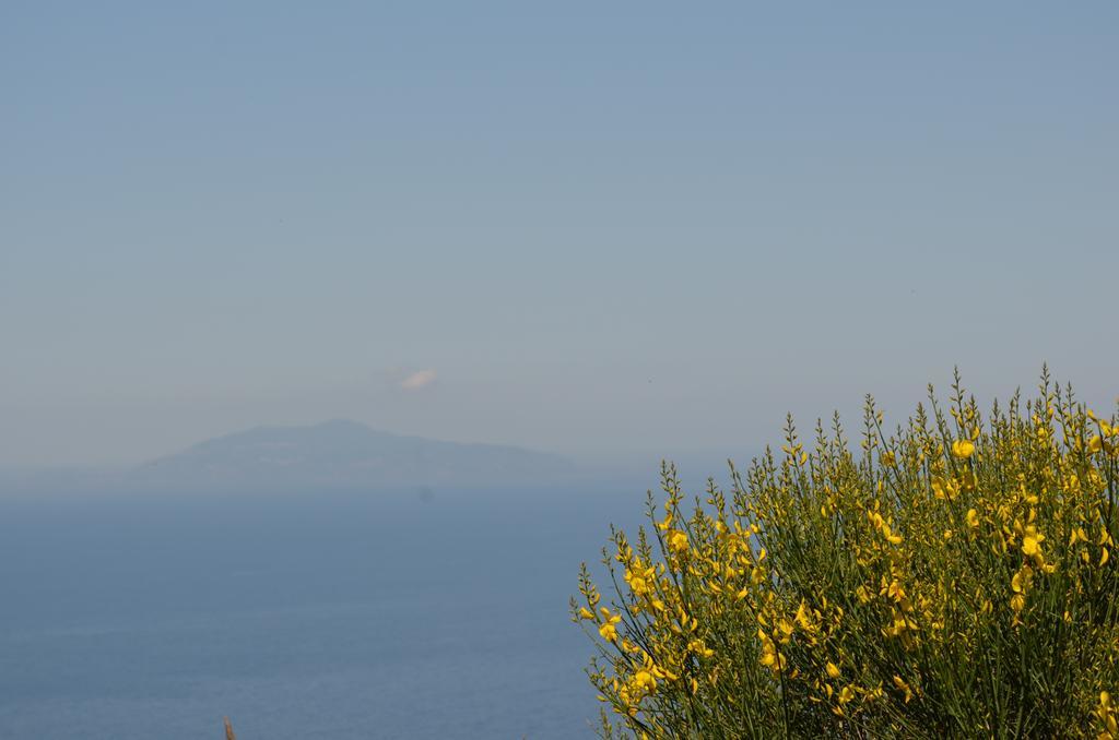 Le Ginestre Di Capri Bb & Holiday House Anacapri  Eksteriør billede