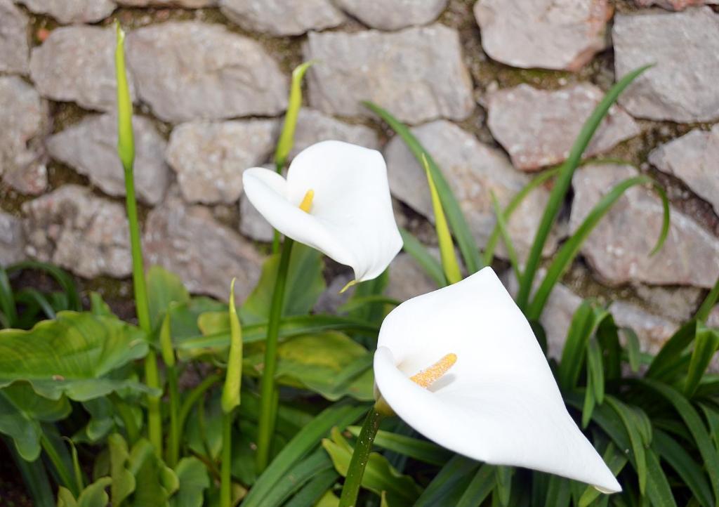 Le Ginestre Di Capri Bb & Holiday House Anacapri  Værelse billede