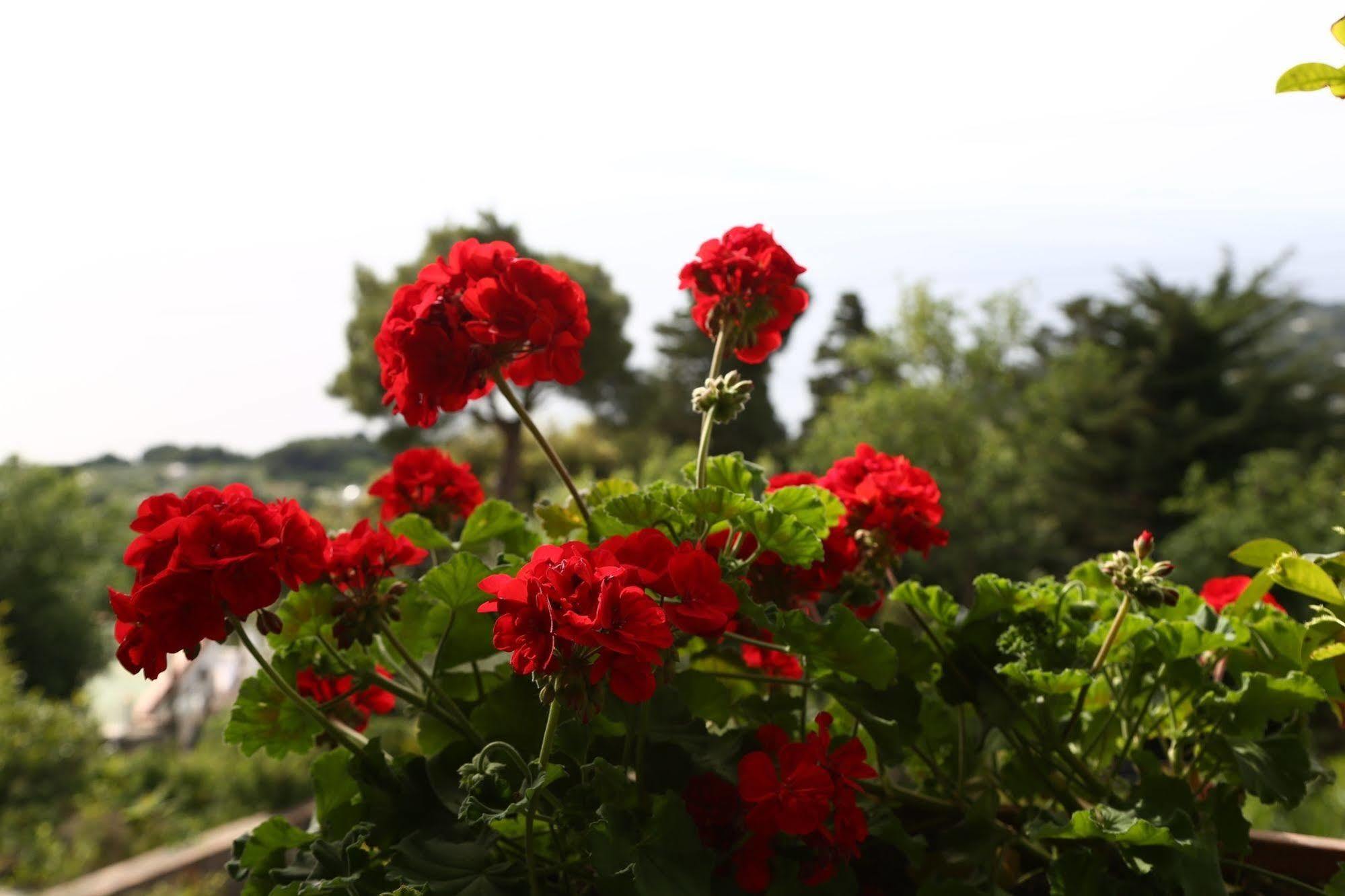 Le Ginestre Di Capri Bb & Holiday House Anacapri  Eksteriør billede